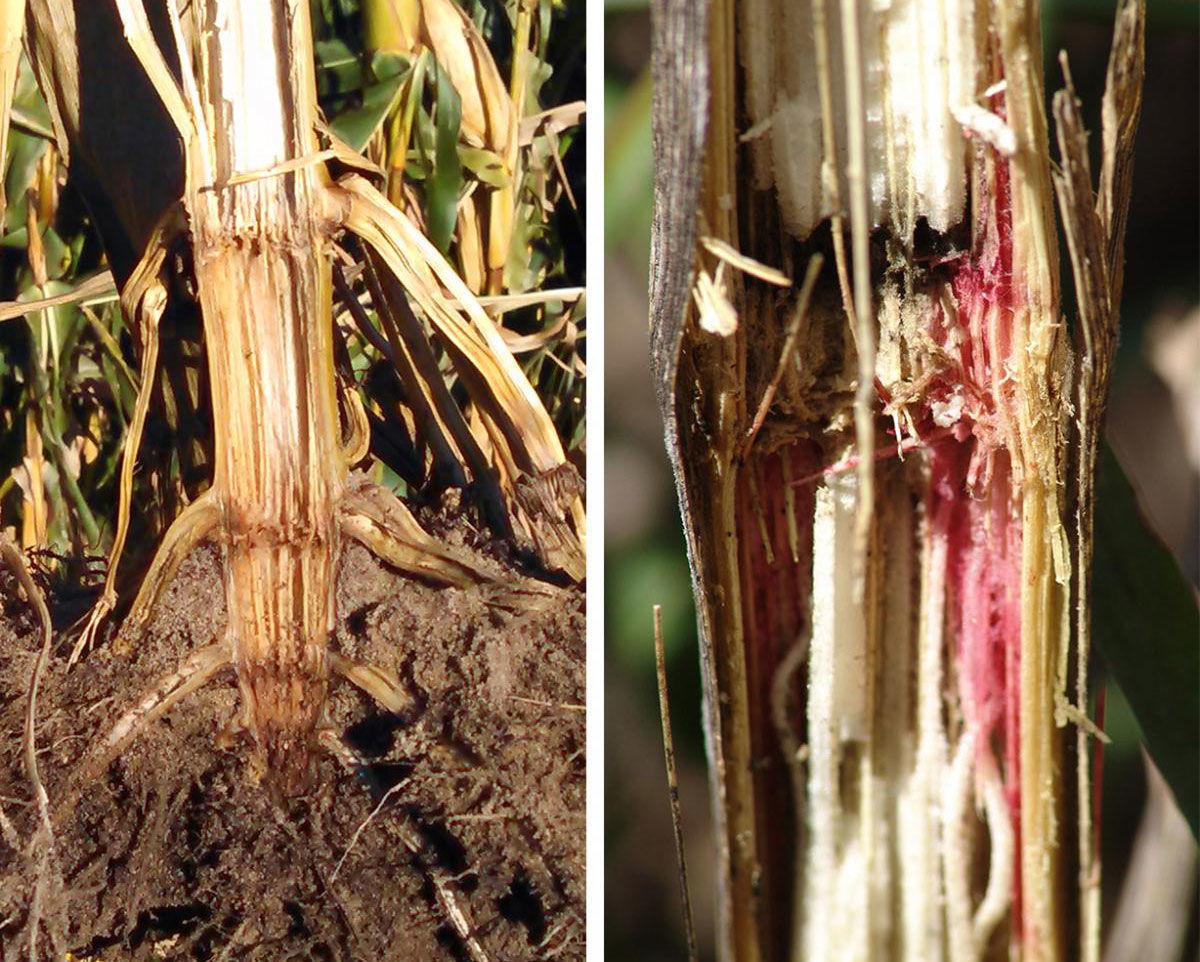 Stalk lodging and rot